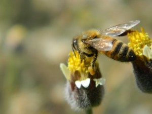 Insecticidas sintéticos suelen considerarse perjudiciales para las abejas. Crédito: Zadie Neufville/IPS.