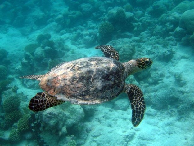 Una tortuga nada en un área marina protegida. Crédito: Ministerio de Relaciones Exteriores y de la Mancomunidad de Naciones, de Gran Bretaña.