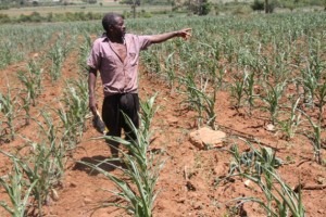 Daniel Chirara, un agricultor de Vumba, Zimbabwe, muestra su cultivo de maíz en un momento en que este país sufre una grave sequía. Crédito: Andrew Mambondiyani/IPS.