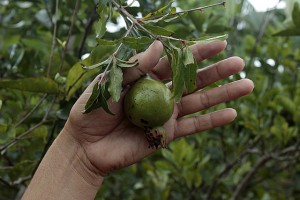 Una granada de las que crecen en uno de los árboles frutales que cultiva Aluska Labrada en el huerto que tiene en las inmediaciones de su vivienda para el autoconsumo familiar, en la localidad de Ciénaga de Zapata, en el occidente de Cuba. Crédito: jorge Luis Baños/IPS