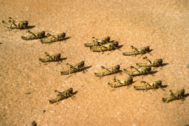 Langostas del desierto jóvenes, sin alas. Foto: FAO / G.Tortoli
