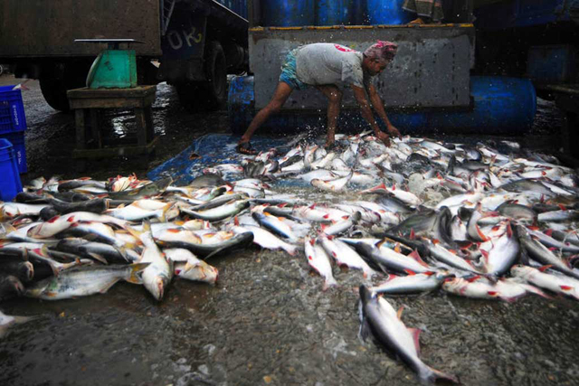 Un trabajador de la pesca descarga la captura de la mañana. Crédito: FAO