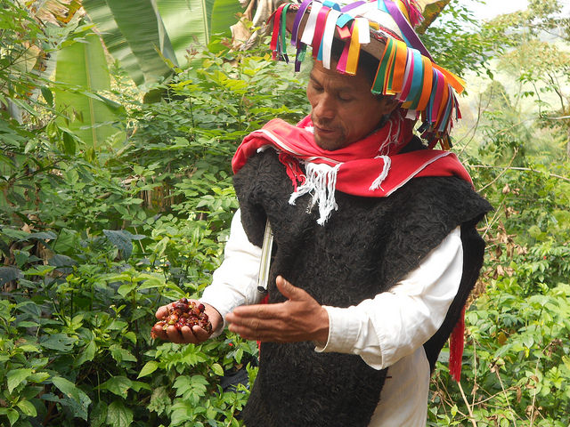 Un campesino indígena muestra los granos de café autóctonos que cultiva, en el sureño estado de Chiapas, en México. El reparto de los beneficios por el aprovechamiento de recursos genéticos se ha transformado en un tema polémico en América Latina. Crédito: Emilio Godoy/IPS