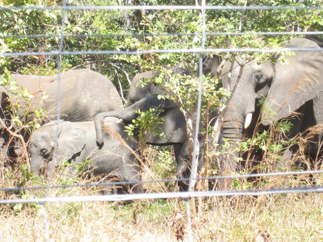 Elefantes en una zona de contención con energía solar en Malawi, que lleva a cabo una importante reubicación de animales entre sus parques de conservación. Crédito: Charles Mkoka / IPS