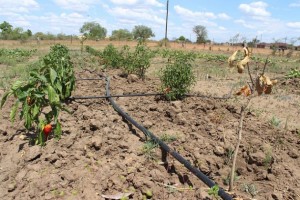 En Sudáfrica, cultivos de morrones y tomates en la huerta de la escuela Risenga, en Giyani, en la provincia de Limpopo, se seca bajo el sol abrasador. Crédito: Desmond Latham/IPS.