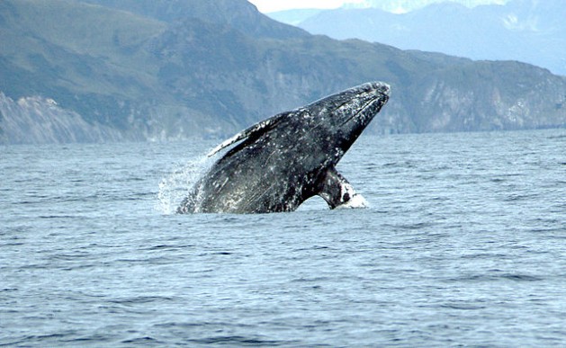 Ejemplar de ballena gris (Eschrichtius robustus). Crédito: Merrill Gosho/NOAA.