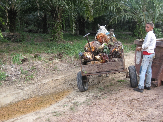 Un joven campesino transporta con un burro su cosecha de frutos y racimos de palma africana. Crédito: Mario Osava/IPS