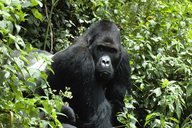Cuatro de las seis especies de grandes simios están en la categoría de "en peligro crítico de extinción" de la Lista Roja de Especies Amenazadas. Crédito: Cortesía, Unión Internacional para la Naturaleza (UICN).