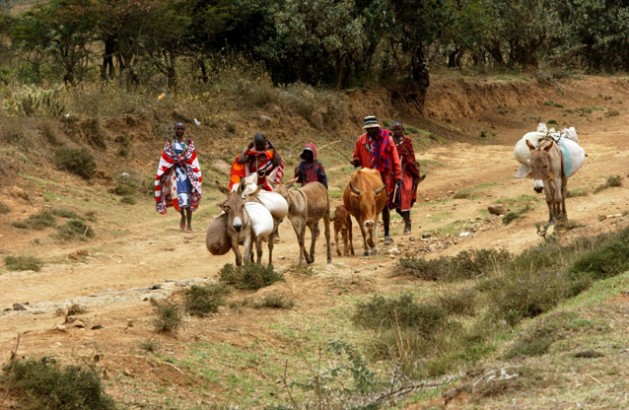 Pastores masai de Kenia llevan su ganado al mercado local. Crédito: Vitale/ FAO