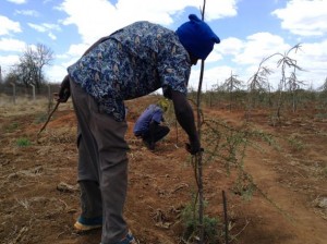 Un técnico del Instituto de Investigación Forestal de Kenia poda una acacia en el terreno seco del sitio de pruebas ubicado en Tivu, en el oriental condado de Kitui. Crédito: Justus Wanzala/IPS.