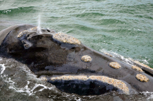 Una ballena franca austral nada frente a las costas de la provincia sudafricana de Cabo Occidental cerca de Hermanus, una ciudad conocida por los avistamientos de cetáceos. El Departamento de Recursos Minerales concedió tres licencias de exploración que cubren alrededor de 150.000 kilómetros cuadrados, 10 por ciento de la zona económica exclusiva de Sudáfrica. Crédito: Mark Olalde/IPS