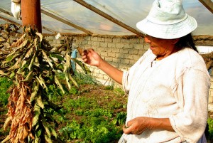 Una campesina muestra una de las plantas marchitas en su pequeño invernadero por falta de agua de riego, en una localidad cercana a Sucre, la capital oficial de Bolivia. Crédito: Franz Chávez/IPS