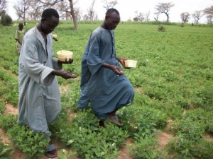 Agricultores aplican Aflasafe en cultivos de maní. Crédito: Cortesía de Aflasafe.com