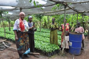 Operadores de un vivero cultivan plántulas mejoradas del café robusta en Uganda. Crédito: IITA