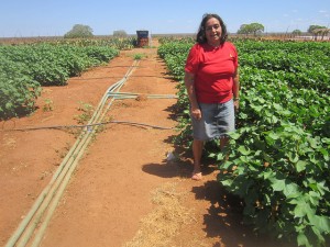 Antonia de Souza Oliveira en medio de un campo de algodón irrigado con agua tratada en Asentamiento Milagre, donde los campesinos experimentan en forma comunitaria diferentes métodos para mejorar su productividad agrícola en la región semiarida del Nordeste de Brasil. Crédito: Mario Osava/IPS