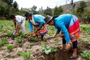 Con un enfoque de género se busca que mujeres y hombres de América Latina y el Caribe sean beneficiados por el igual por el plan de la Celac para erradicar el hambre y promover la seguridad alimentaria. Crédito: FAORLC