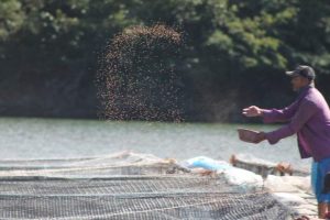 La cría de tipalia tarda un promedio de seis meses y aquí uno de los trabajadores de las lagunas donde se concentra el pez de agua dulce, se prepara a alimentarlas rociando concentrado. Crédito: Thelma Mejía/IPS