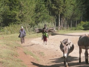 El acceso justo y reglamentado al Parque Nacional del Monte Kenia ayuda a desactivar tensiones entre las comunidades vecinas que compiten por los recursos naturales del bosque. Crédito: Anna Manikowska Di Giovanni