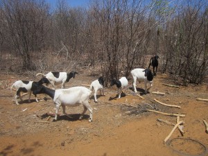 Ovejas y carneros logran alimentarse en la Caatinga, vegetación del Semiárido Brasileño, aparentemente seca, tras cinco años de lluvias escasas. Crédito: Mario Osava/IPS.