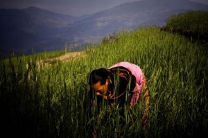 Una granjera trabaja en un campo de trigo en Nepal. Crédito Saliendra Kharel/FAO