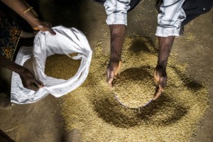 Agricultores revisan semillas de arroz en Sierra Leona. Crédito: FAO.