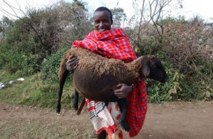 La cultura de los pueblos indígenas tiende proteger una buena gestión de la fauna silvestre. En la foto, un pastor maasai carga a una oveja embarazada en Narok, Kenia. Crédito: FAO