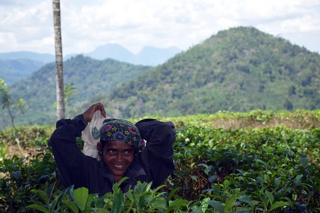Kamakandalagi Leelavathi cosecha hojas de té en Kahawatte, Sri Lanka. Ella es uno de los centenares de agricultores que evitan los herbicidas y otros productos químicos. Crédito: Stella Paul / IPS
