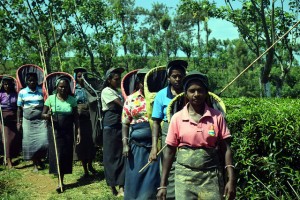 Cosechadoras en la plantación de té Bearwell, en Sri Lanka. Crédito: Stella Paul / IPS