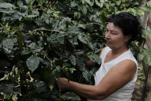 Granos de café, secados al sol en una finca del municipio de Yateras, en la oriental provincia Guantánamo, la mayor productora del grano en Cuba. Crédito: Jorge Luis Baños/IPS