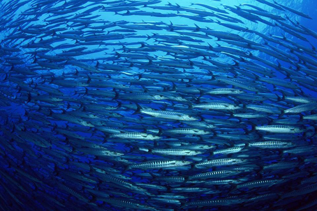 La salud de los océanos es fundamental para resolver uno de los mayores problemas del siglo XXI: cómo alimentar a 9.000 millones de personas en 2050. Crédito: FAO.