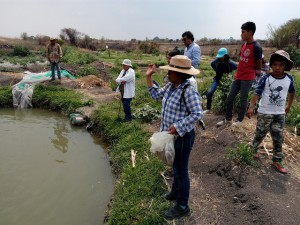 María Aparicio, en primer plano, alimenta las tilapias del estanque que su asociación construyó gracias al financiamiento y la capacitación brindada por el PESA, a una asociación de pequeños agricultores en Santa Ana Coatepec, en el sureño estado mexicano de Puebla. Crédito: Emilio Godoy/IPS