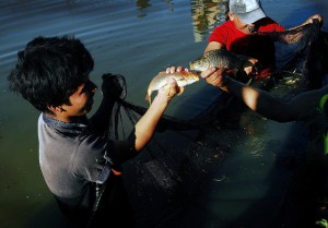 Dos carpas recién pescadas en una de las pozas familiares construidas con el apoyo de la FAO en Conda Baja, en el municipio de Pocona. La introducción de la piscicultura y las hortalizas en la producción y el consumo de las comunidades de los valles interandinos de Bolivia cambió la vida de sus pobladores. Crédito: Franz Chávez/IPS