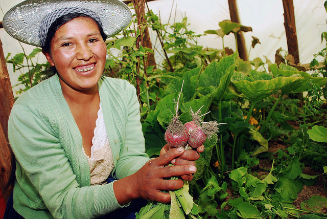 La joven agricultora Jhaneth Rojas muestra unos rábanos cosechados en el huerto familiar tipo invernadero, llamado localmente carpa solar, en la aldea de Phuyuwasi, en los valles interandinos del departamento de Cochabamba, en Bolivia. Crédito: Franz Chávez/IPS