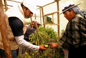 Una campesina de Phuyuwasi examina dentro de su huerto invernadero un tomate aún verde con Remmy Crespo, el coordinador de la FAO en el departamento central de Cochabamba, en Bolivia. Crédito: Franz Chávez/IPS