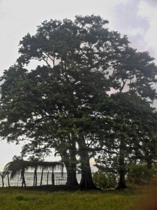 Este hermoso árbol dejará de ser paisaje y barrera natural de defensa en poco tiempo en las playas de Balfate, en el centro de las costas caribeñas de Honduras, prevén los expertos. Crédito: Cortesía de Hugo Galeano para IPS
