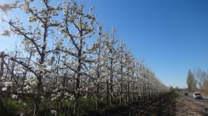 Perales en flor en una finca en Allen, en la provincia de Río Negro, situada frente a un yacimiento de gas de esquisto. Los productores de fruta y otros sectores tradicionales de esa provincia temen el impacto negativo del desarrollo energético de Argentina en Vaca Muerta. Crédito: Fabiana Frayssinet/IPS