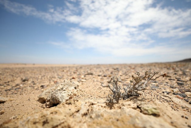La sequía recurrente en Namibia, que afecta a toda África austral, atenta contra la seguridad alimentaria y el modo de subsistencia de los campesinos. Crédito: Campbell Easton/IPS.