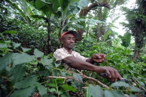 Los bosques gestionados de forma sostenible tienen un enorme y desicivo papel en la lucha contra el hambre y el cambio climático, así como, en la mejora de los medios de vida. Crédito: Simon Maina/FAO.