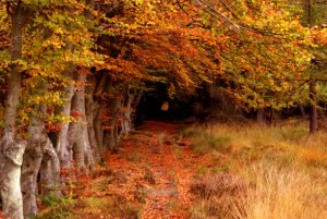 El bosque de Selm Muir, en el concejo de West Lothian, Escocia. Crédito: Robert Clamp/UN Photo.