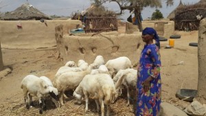 Una mujer en Yemen cuida de sus cabras. La producción ganadera cayó en ese país más de 35 por ciento en 2016, respecto de antes del conflicto. Crédito: FAO.