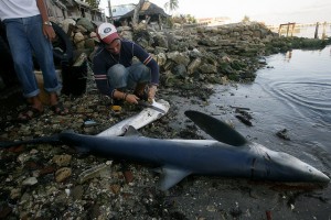 Un pescador informal destaza un pequeño tiburón a orillas de la playa La Concha, en La Bahía de Gibara, ubicada en la oriental provincia de Holguín, en Cuba. Crédito: Jorge Luis Baños/IPS