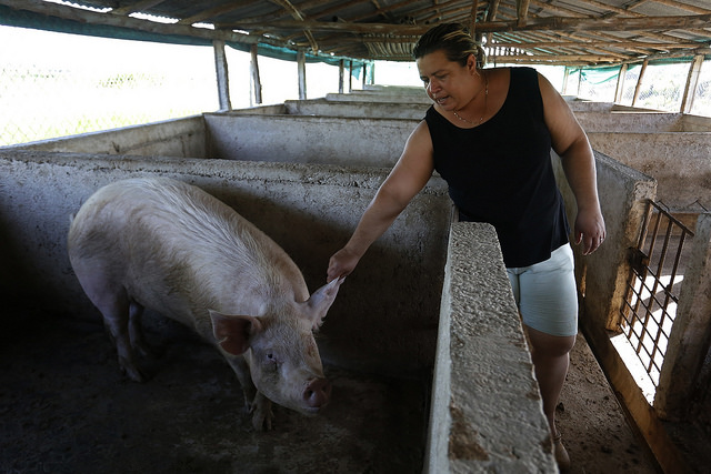 La productora Hortensia Martínez, en uno de los corrales para la cría de cerdos en la finca La China, en las afueras de La Habana. Las excretas porcinas sirven para la producción de biogás en cada vez más instalaciones de Cuba dedicadas al este rubro, incluso en el ámbito doméstico. Crédito: Jorge Luis Baños/IPS