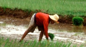 En Bolivia la cría de ganados en sistemas silvopastoriles, que combinan cultivos y animales, ha tenido un impacto positivo en reducir el impacto de las sequías. Crédito: FAO