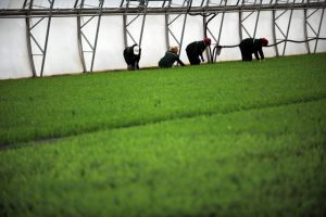 Brasil, Rusia, India, China y Sudáfrica tienen sólidos sistemas de investigación agrícola. Crédito: FAO