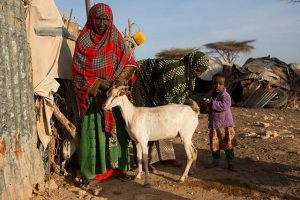 La campaña de prevención de la hambruna de la FAO en Somalia ofrece tratamiento veterinario a 12 millones animales contra varias enfermedades. Crédito: FAO.