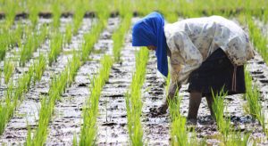 El arroz es un importante producto básico para muchas personas, y la cría de peces en los arrozales es una tradición centeneraria en muchos países asiáticos y hasta milenaria en en algunas partes de China. Crédito: FAO.