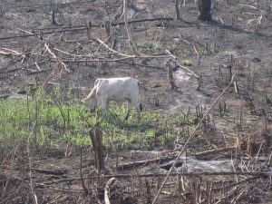 Una vaca solitaria dentro de un área recién quemada en el estado de Acre, en la Amazonia brasileña. Se deforesta para emplazar en el lugar unas pocas cabezas y asegurar así la propiedad de la tierra. A ello se ha sumado el cultivo de la soya para para consolidar la expansión agrícola, con graves daños ambientales. Crédito: Mario Osava/IPS