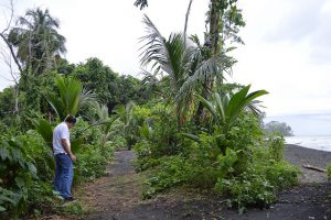 El biólogo Julio Barquero mira algunas de las palmeras plantadas en Puerto Vargas para reforzar la línea costera contra los embates del mar Caribe, que amenaza con erosionar la zona, en Cahuita, en la provincia de Limón, en el sureste de Costa Rica. Crédito: Diego Arguedas Ortiz/ IPS