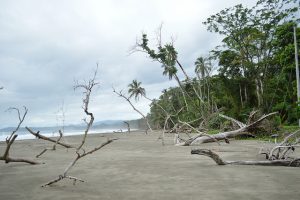 Playa de Puerto Vargas, en la provincia de Limón, en el sur del Caribe de Costa Rica. La zona es altamente vulnerable a la erosión costera y en ella se han perdido decenas de metros de playa en los últimos años. Crédito: Diego Arguedas Ortiz/IPS