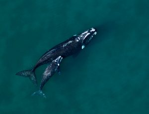 La ballena franca austral llega todos los años a aparearse frente a las costas de la península de Valdés, en la provincia de Chubut, al sureste de Argentina, y es un gran atractivo turístico. Crédito: Cortesía de Mariano Sironi